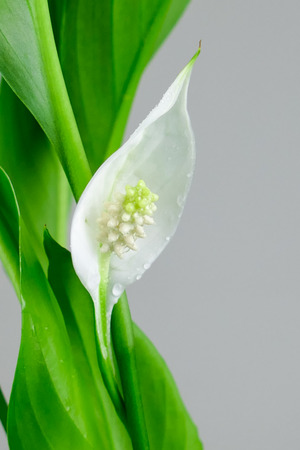 Houseplant - Spathiphyllum floribundum (Peace Lily). White Flower on the background of green leaves with selective focus.の写真素材