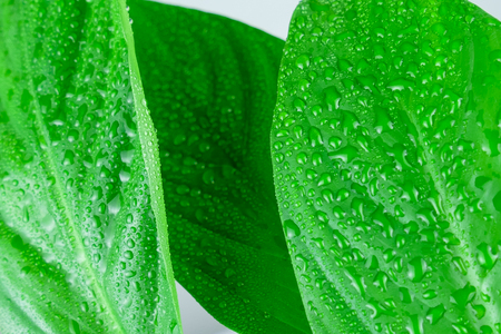 Houseplant - Spathiphyllum floribundum (Peace Lily). Water droplets on the green leaves with selective focus.の写真素材