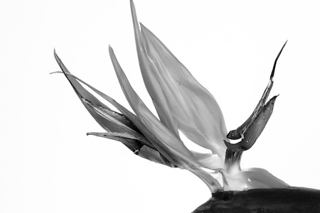 Beautiful Bird of Paradise flower (Strelitzia reginae) isolated in white background.の写真素材