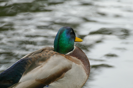 Wild ducks at the city park next to the park lake. Autumn season.の写真素材