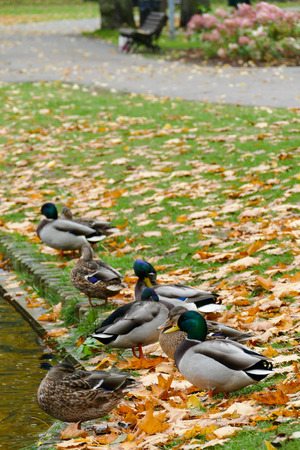 Wild ducks at the city park next to the park lake. Autumn season.の写真素材