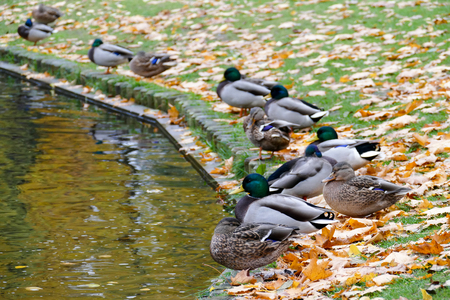 Wild ducks sleeping at the city park next to the park lake. Autumn season.の写真素材