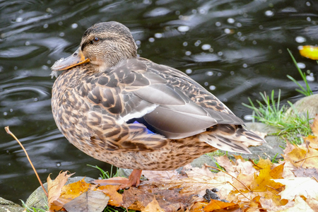 Wild ducks at the city park next to the park lake. Autumn season.の写真素材