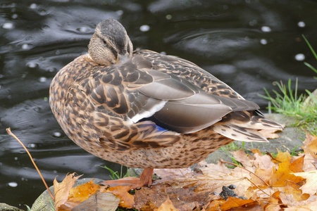 Wild ducks sleeping at the city park next to the park lake. Autumn season.の写真素材