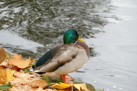 Wild ducks at the city park next to the park lake. Autumn season.の写真素材