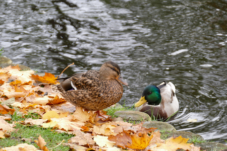 Wild ducks at the city park next to the park lake. Autumn season.の写真素材