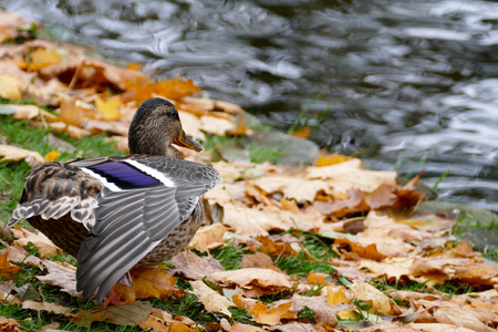 Wild ducks at the city park next to the park lake. Autumn season.の写真素材
