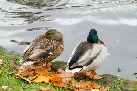 Wild ducks at the city park next to the park lake. Autumn season.の写真素材
