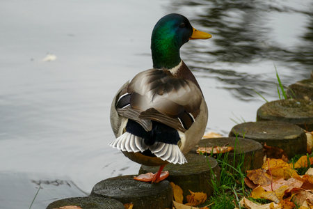 Wild ducks at the city park next to the park lake. Autumn season.の写真素材