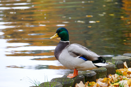 Wild ducks at the city park next to the park lake. Autumn season.の写真素材
