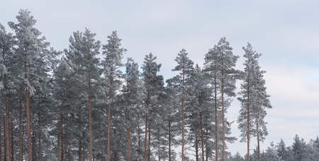 Winter in the forest of pine trees, snowy white day.の写真素材