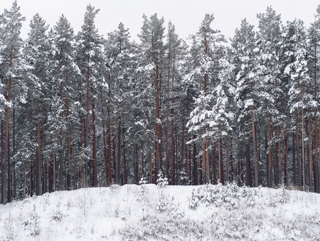 Winter in the forest of pine trees, snowy white day.の写真素材