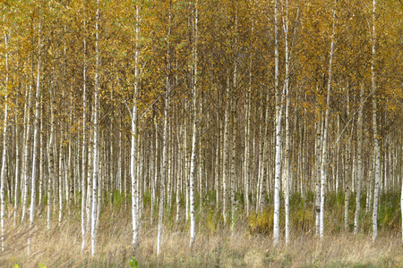 Beautiful autumn birch forest with grass and fallen yellow autumn leaves in Europe, Latvia.の写真素材
