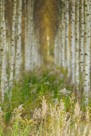 Beautiful autumn birch forest with grass and fallen yellow autumn leaves in Europe, Latvia.の写真素材