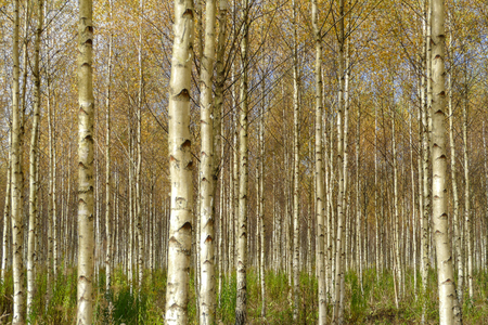 Beautiful autumn birch forest with grass and fallen yellow autumn leaves in Europe, Latvia.の写真素材