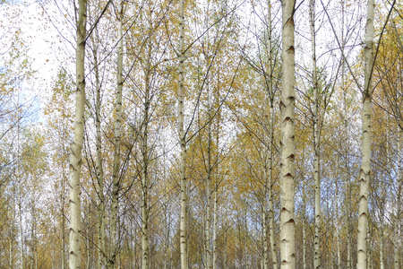 Beautiful autumn birch forest with grass and fallen yellow autumn leaves in Europe, Latvia.の写真素材