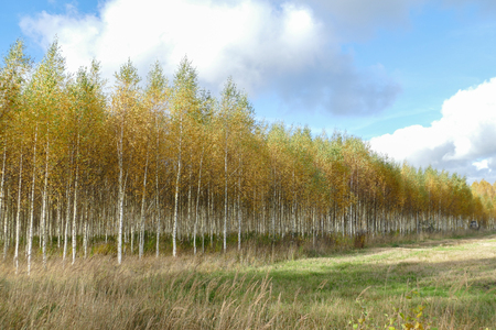Beautiful autumn birch forest with grass and fallen yellow autumn leaves in Europe, Latvia.の写真素材
