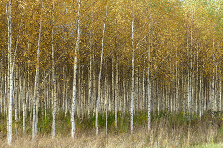 Beautiful autumn birch forest with grass and fallen yellow autumn leaves in Europe, Latvia.の写真素材