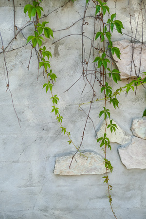 Green virginia creeper leaves (Parthenocissus tricuspidata) on the fence with selective focus.の写真素材
