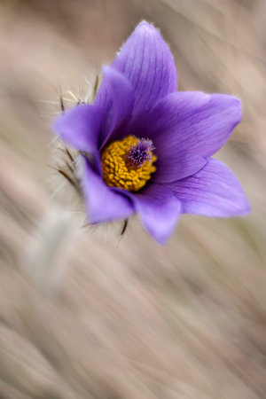 Closeup of beautiful pasque flower.