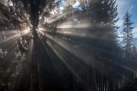 Misty forest with morning Sunbeams.の写真素材