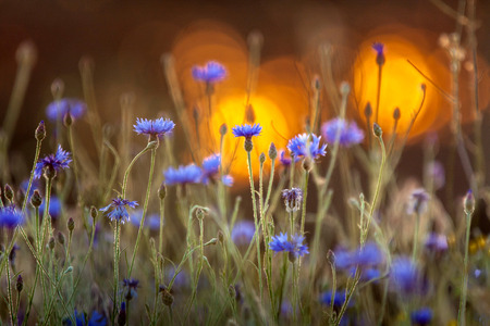 Blooming cornflower with beautiful orange sunset.の写真素材