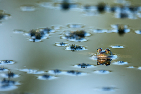 Green frog in water with silver reflection.の写真素材