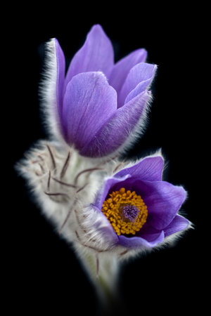 Pasque flower with black background.