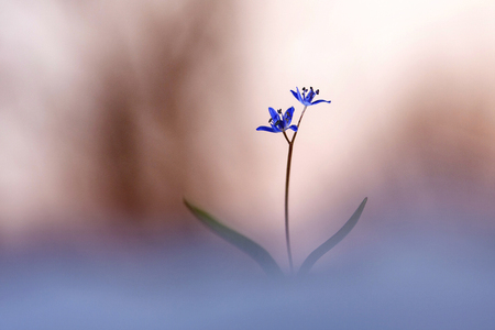 Macro picture of blue wild flowers.の写真素材