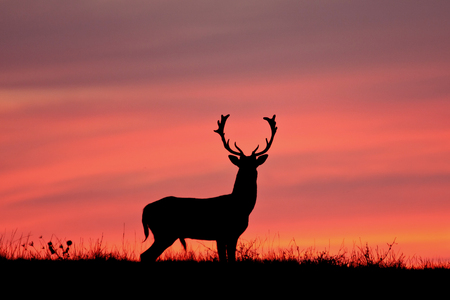 Fallow deer silhuette with a colorful sunset.の写真素材