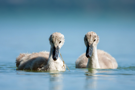 Cygnet - Swan babys in blue lake.の写真素材