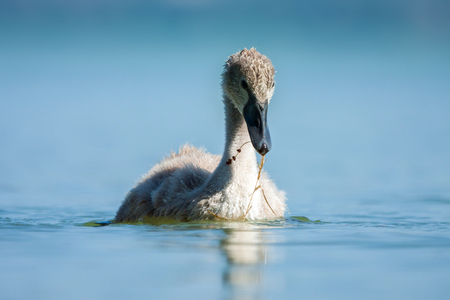 Cygnet - Swan baby in blue lake.の写真素材