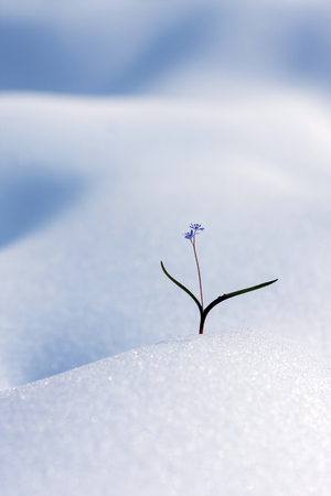 Winter Landscape with a little wild flower.の写真素材
