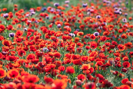 Landscape of poppy flower field.の写真素材