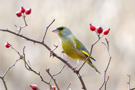 European Greenfinch with red rose hips.の写真素材
