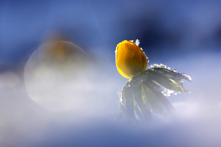 Yellow flower in snow (Eranthis hyemalis).の写真素材