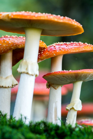 Amanita muscaria, a poisonous mushroom in the forest.