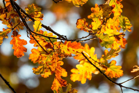 Beautiful Yellow Autumn Leaves.の写真素材