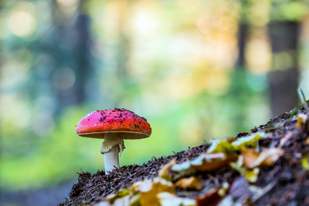 Amanita muscaria, a poisonous mushroom in the forest.の写真素材