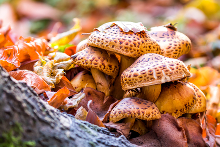 Mushrooms in an autumn forest in the sunny day.の写真素材