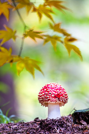 Amanita muscaria, a poisonous mushroom in the forest.の写真素材