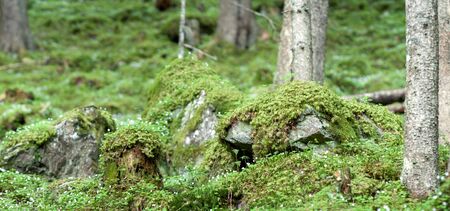Mossy Pine Forest.の写真素材