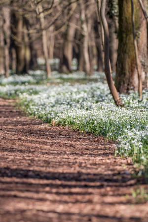 Forest full of snowdrop flowers in spring season.の写真素材