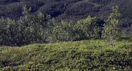 Terrestrial trees on mountainの写真素材