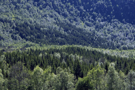 Abstract tree formationsの写真素材