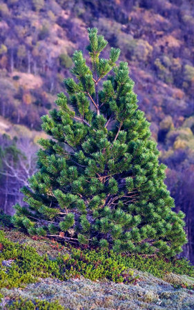 Abstract tree on mountainの写真素材