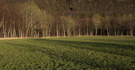 Shade and branchesの写真素材