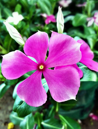 Pink flowers