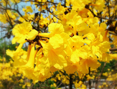 Yellow flowering blossom 