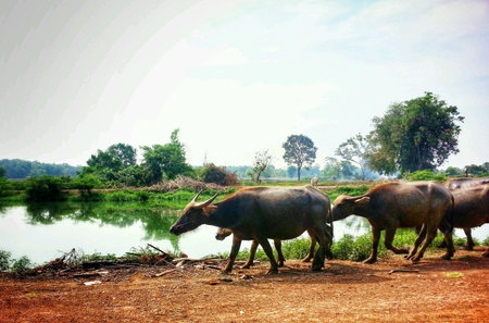 Buffalos in Rural Thailandの素材